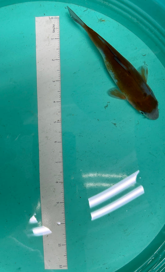 6.5 Inch Japanese Koi - Ochiba
