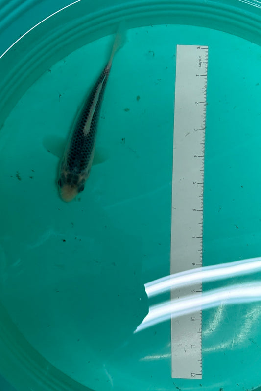 6 Inch Japanese Koi - Asagi