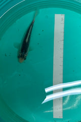 6 Inch Japanese Koi - Asagi