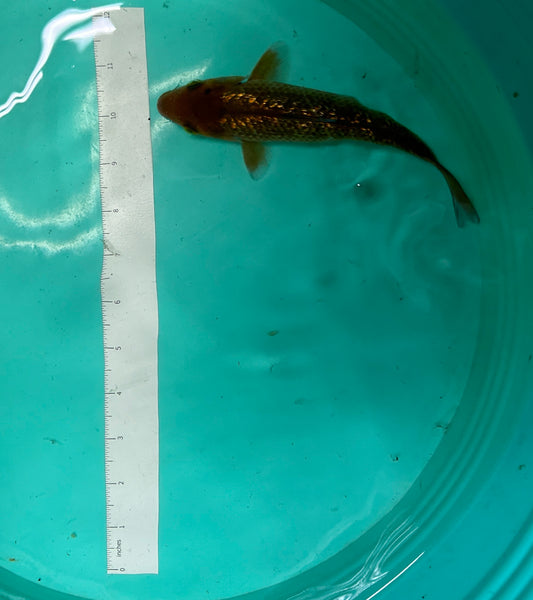 6 Inch Japanese Koi - Ginrin