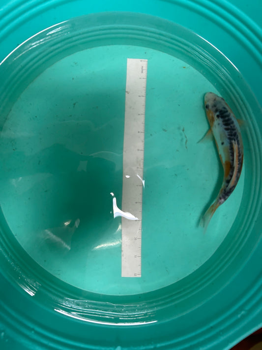 7.5 Inch Japanese Koi - Shusui