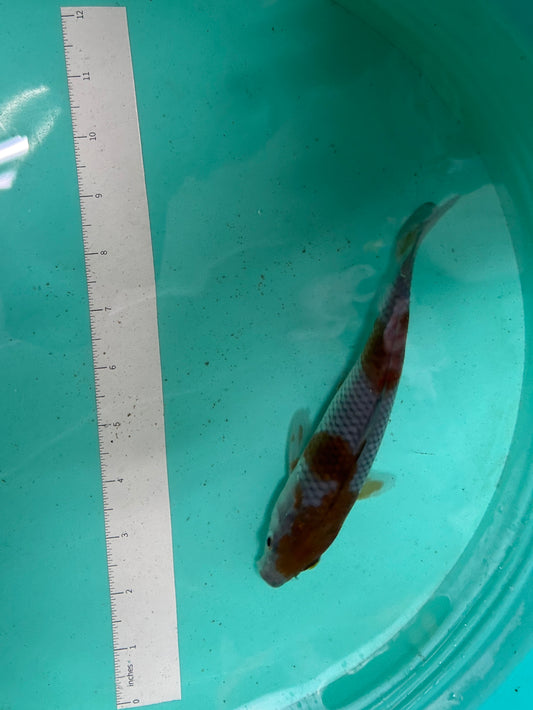 7.5 Inch Japanese Koi - Ochiba