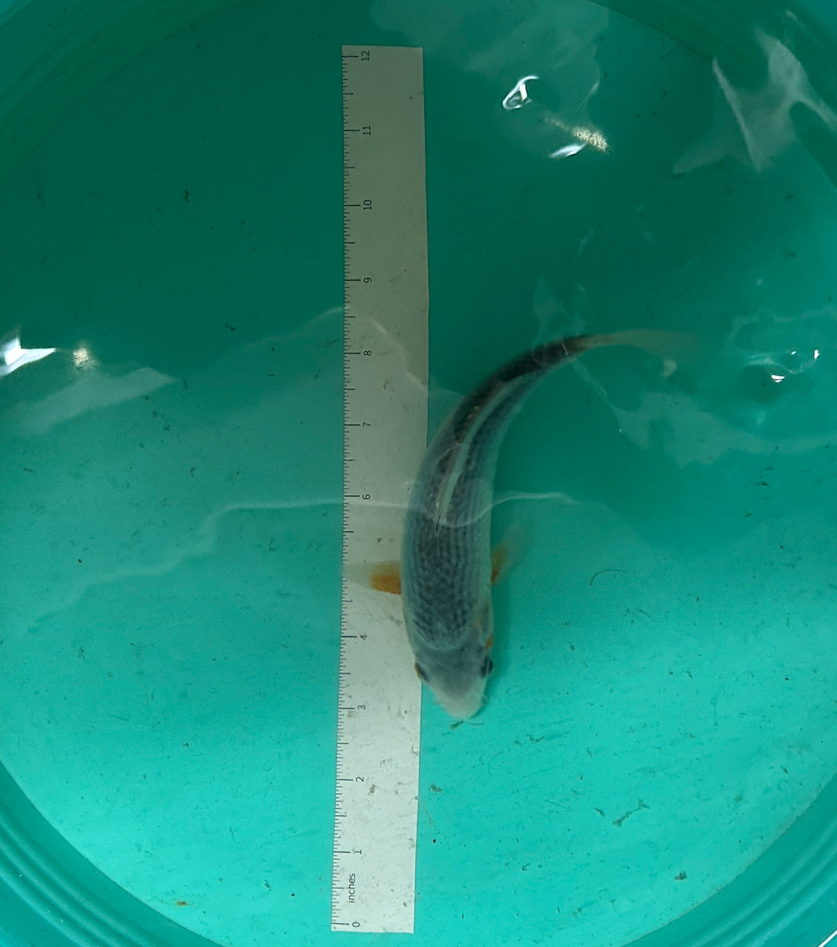 7 Inch Japanese Koi - Asagi