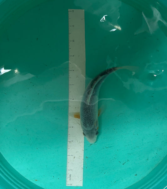 7 Inch Japanese Koi - Asagi