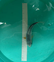 7 Inch Japanese Koi - Asagi