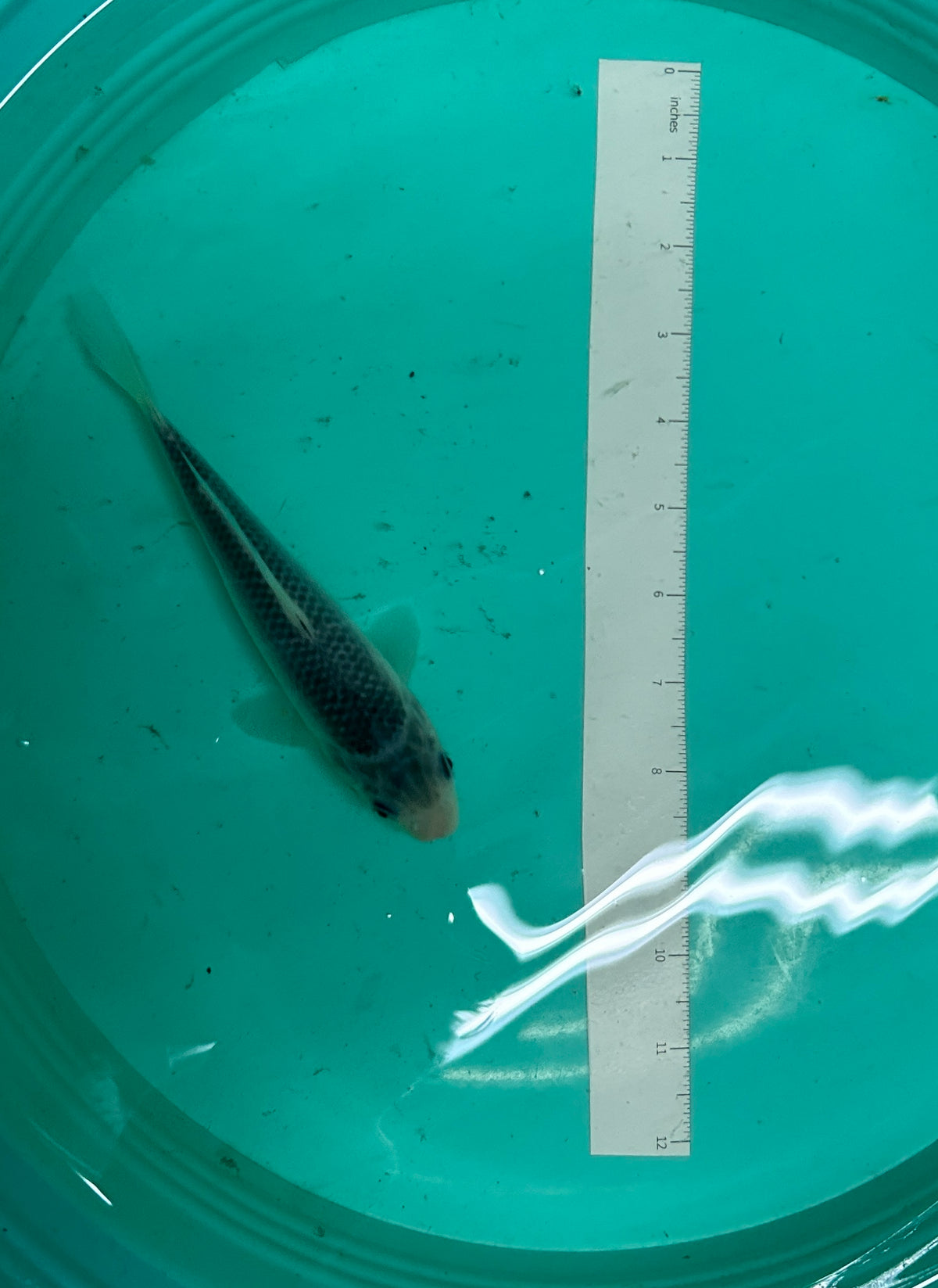 7 Inch Japanese Koi - Asagi