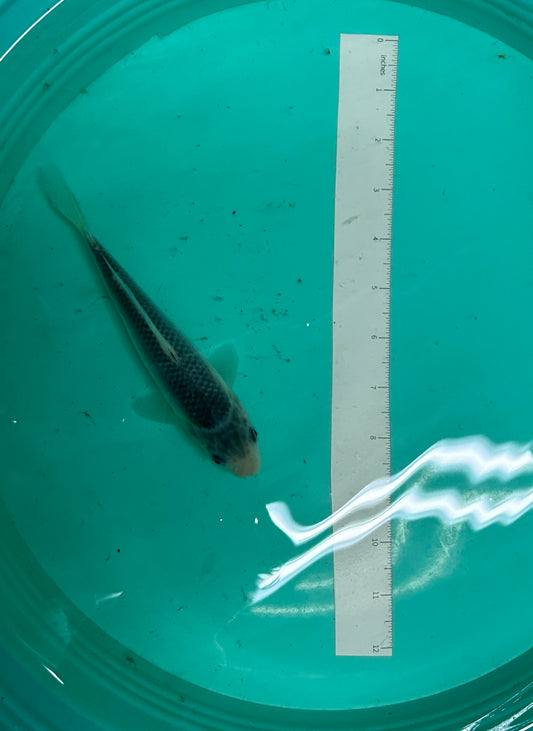 7 Inch Japanese Koi - Asagi