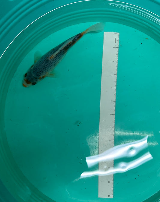 7 Inch Japanese Koi - Asagi