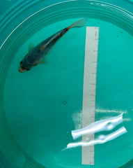 7 Inch Japanese Koi - Asagi