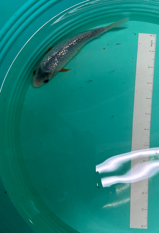 7 Inch Japanese Koi - Ginrin Asagi
