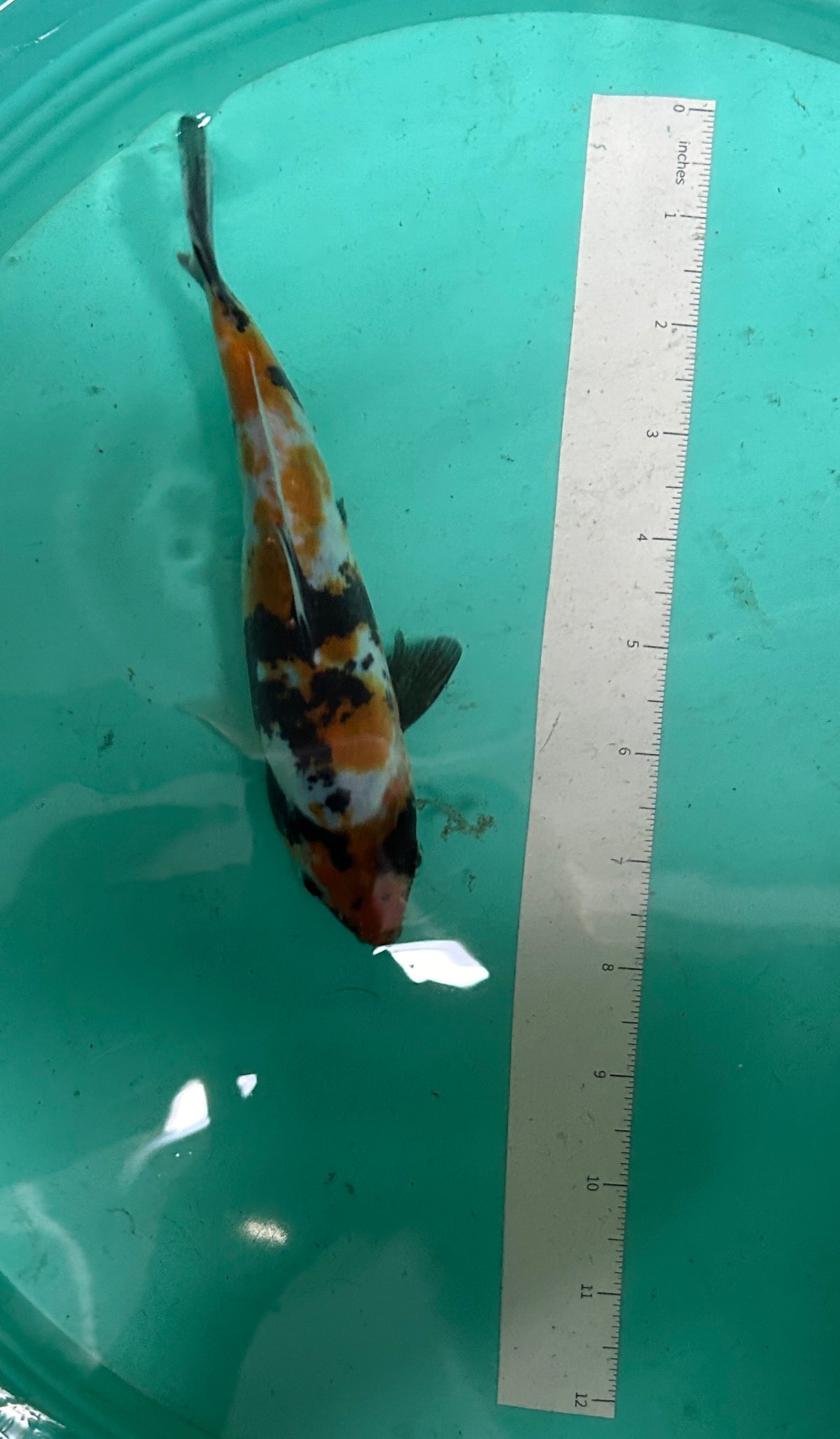7 Inch Japanese Koi - Showa