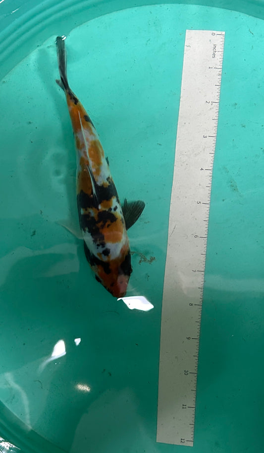7 Inch Japanese Koi - Showa
