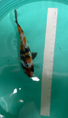 7 Inch Japanese Koi - Showa