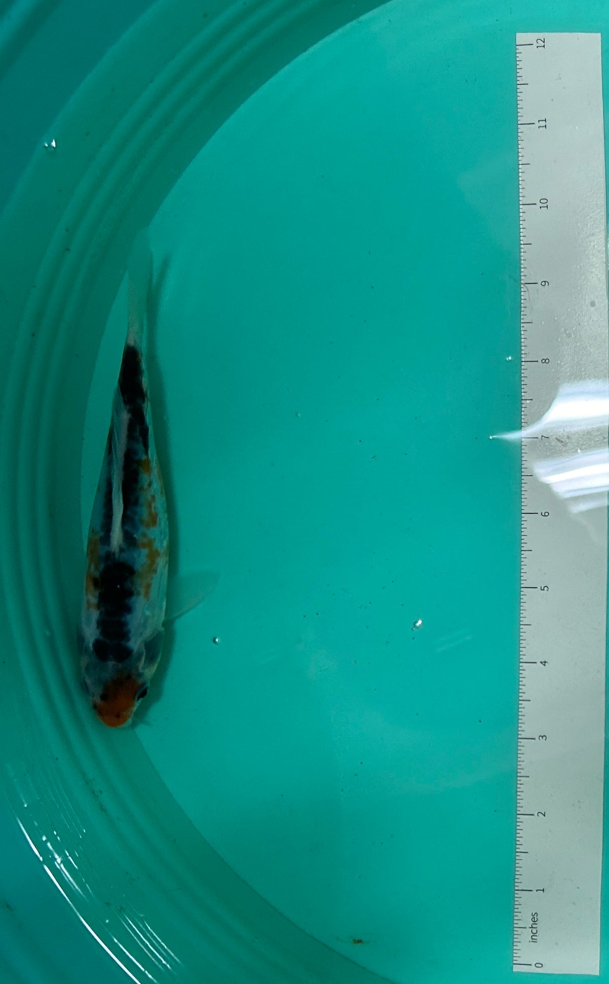 7 Inch Japanese Koi - Shusui