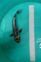 8 Inch Japanese Koi - Ginrin Matsuba