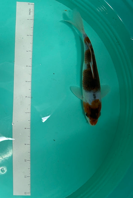 8 Inch Japanese Koi - Ochiba
