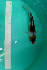 8 Inch Japanese Koi - Ochiba