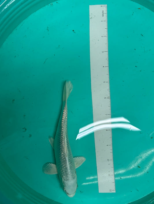 8 Inch Japanese Koi - Platinum