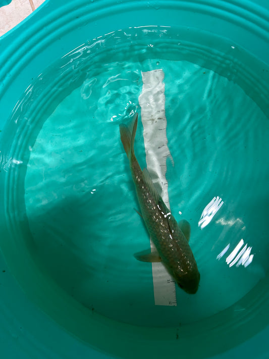 9 Inch Japanese Koi - Ginrin Chagoi