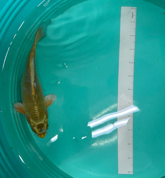 9 Inch Japanese Koi - Matsuba