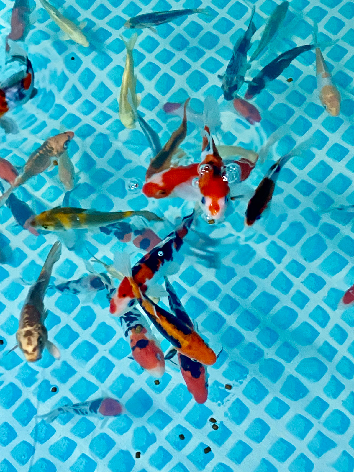 Assorted Pack of 10, 7 inch Japanese Koi
