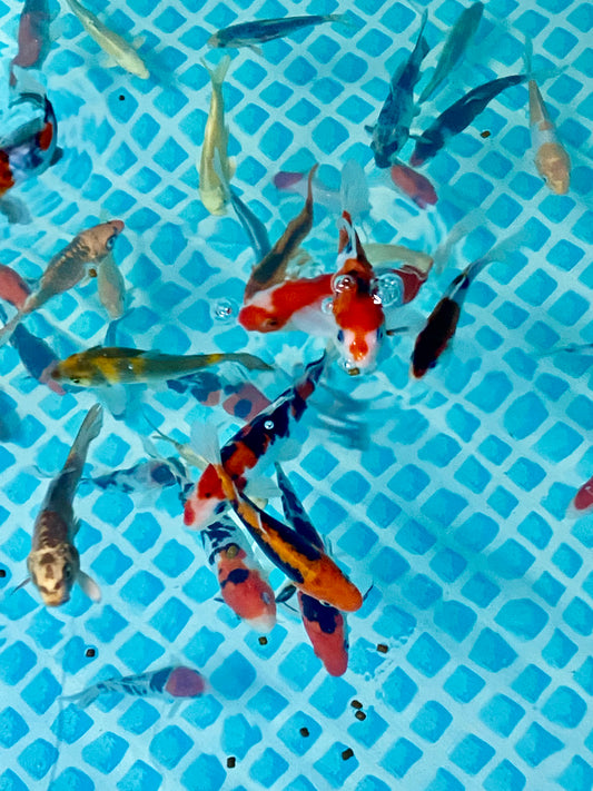 Assorted Pack of 10, 7 inch Japanese Koi