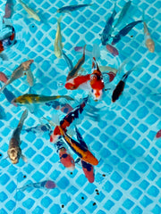 Assorted Pack of 10, 7 inch Japanese Koi
