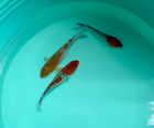 Assorted Pack of 3 Random Koi, 7 inch Japanese Koi