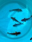 Assorted Pack of 5 Random Koi, 7 inch Japanese Koi