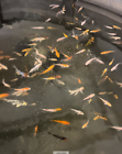 live koi fish for sale (Peanut Koi) 1-2". Quantity (8)